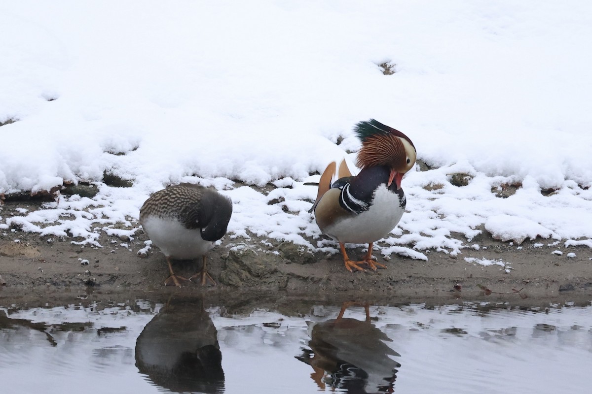 Mandarin Duck - ML614557421