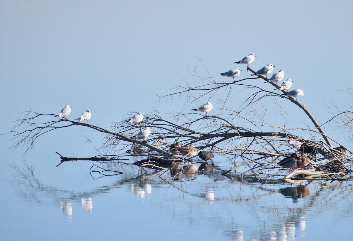 Black-headed Gull - ML614557473