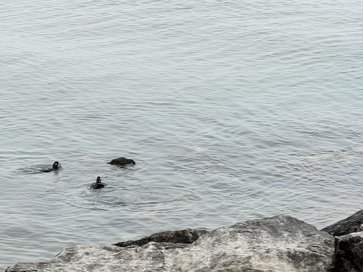 Harlequin Duck - ML614557481