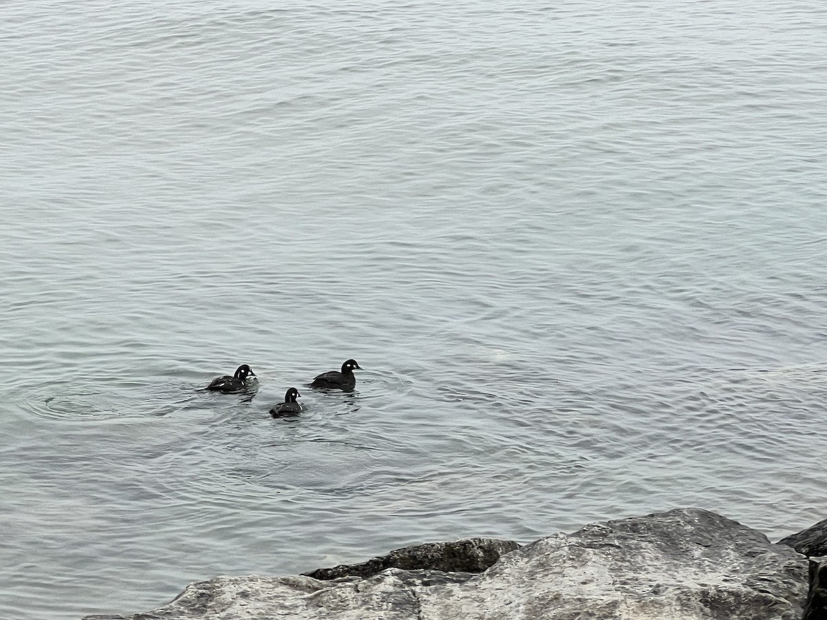 Harlequin Duck - ML614557484