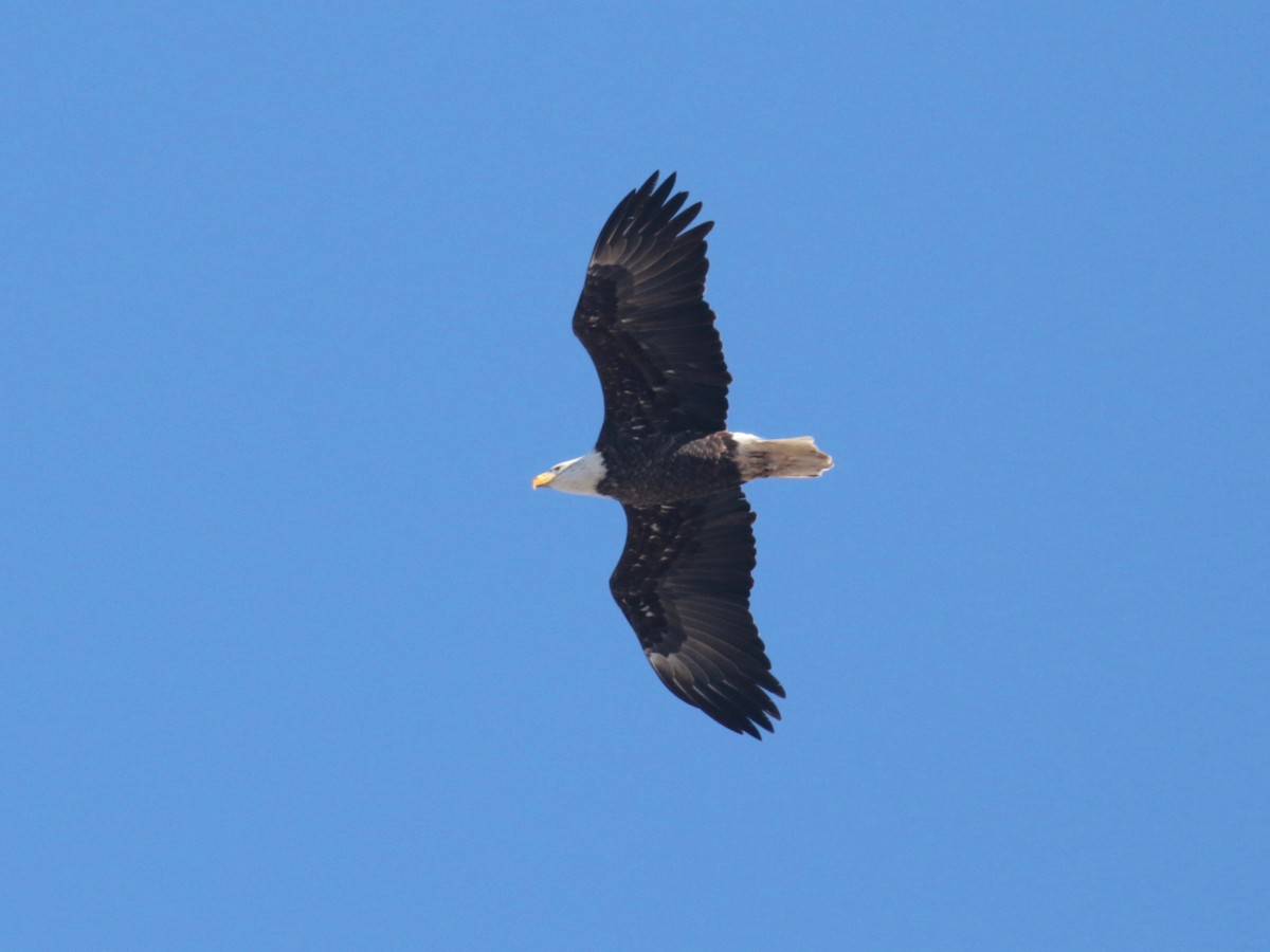 Weißkopf-Seeadler - ML614557573