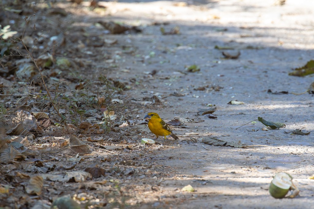 Yellow Grosbeak - ML614557606