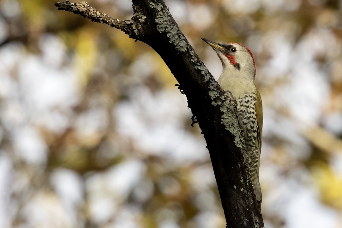 Japanese Woodpecker - ML614557718