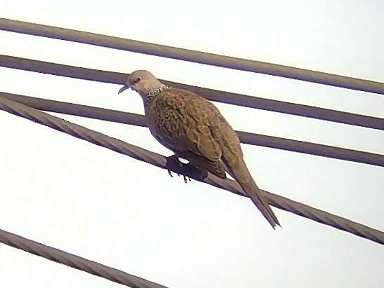 Spotted Dove - ML614557866