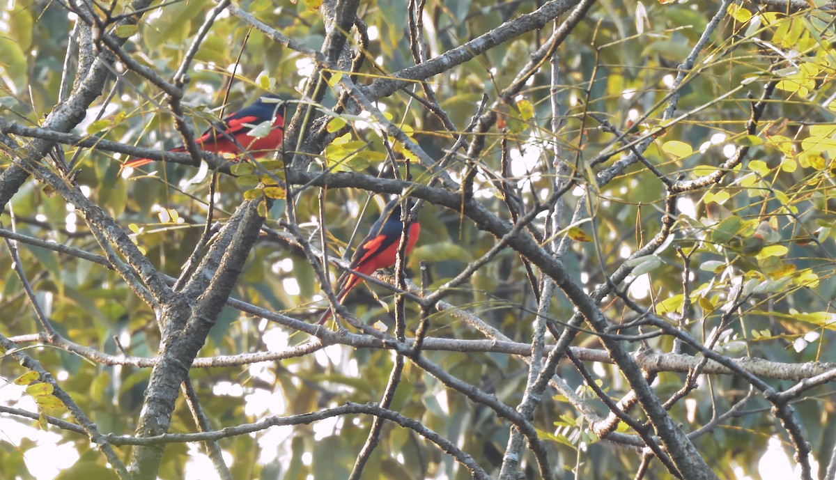 Short-billed Minivet - Alok Bhave