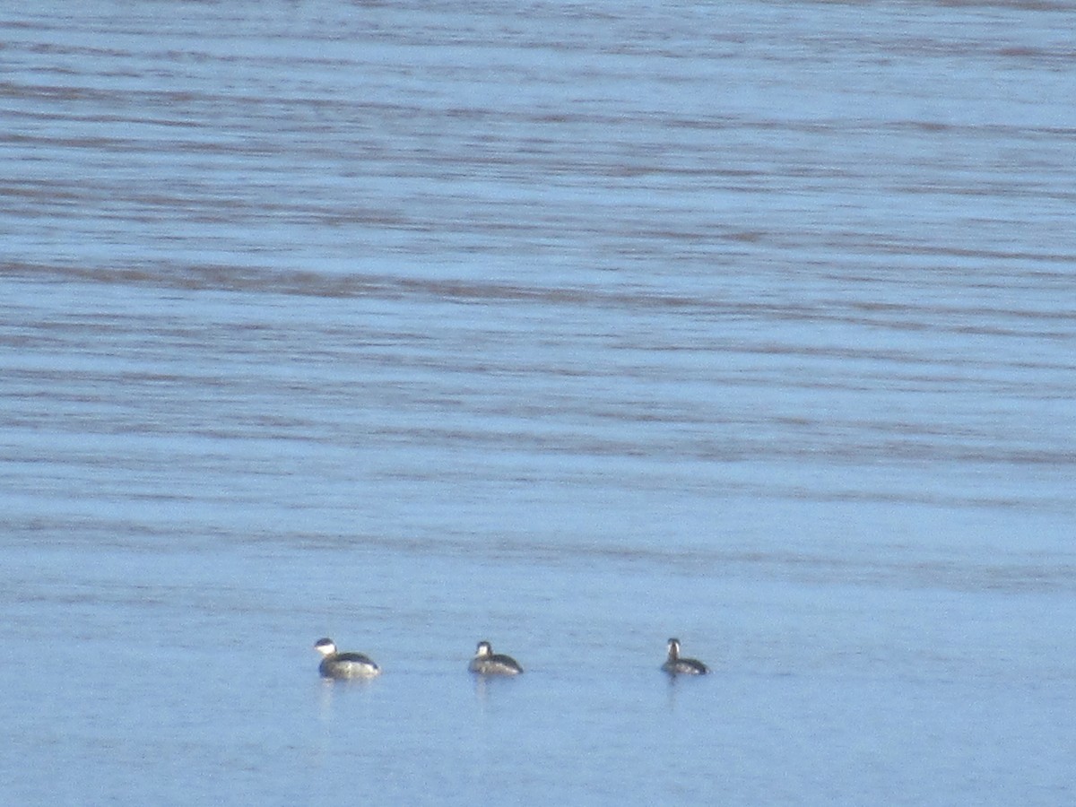 Ohrentaucher - ML614558033