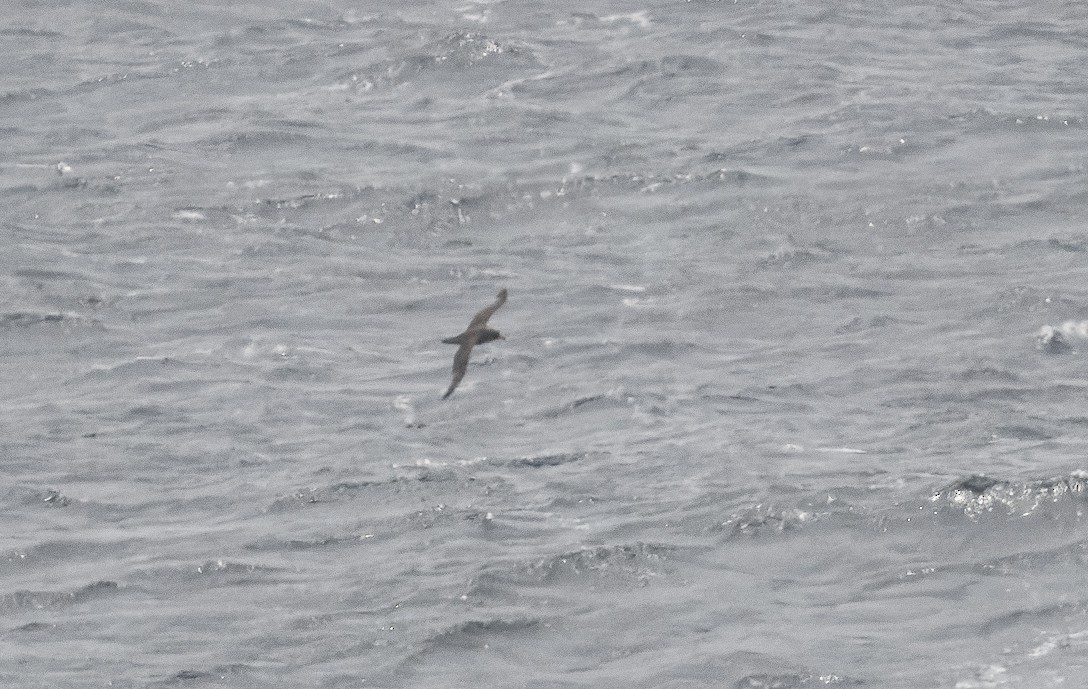 White-chinned Petrel - Bert Filemyr