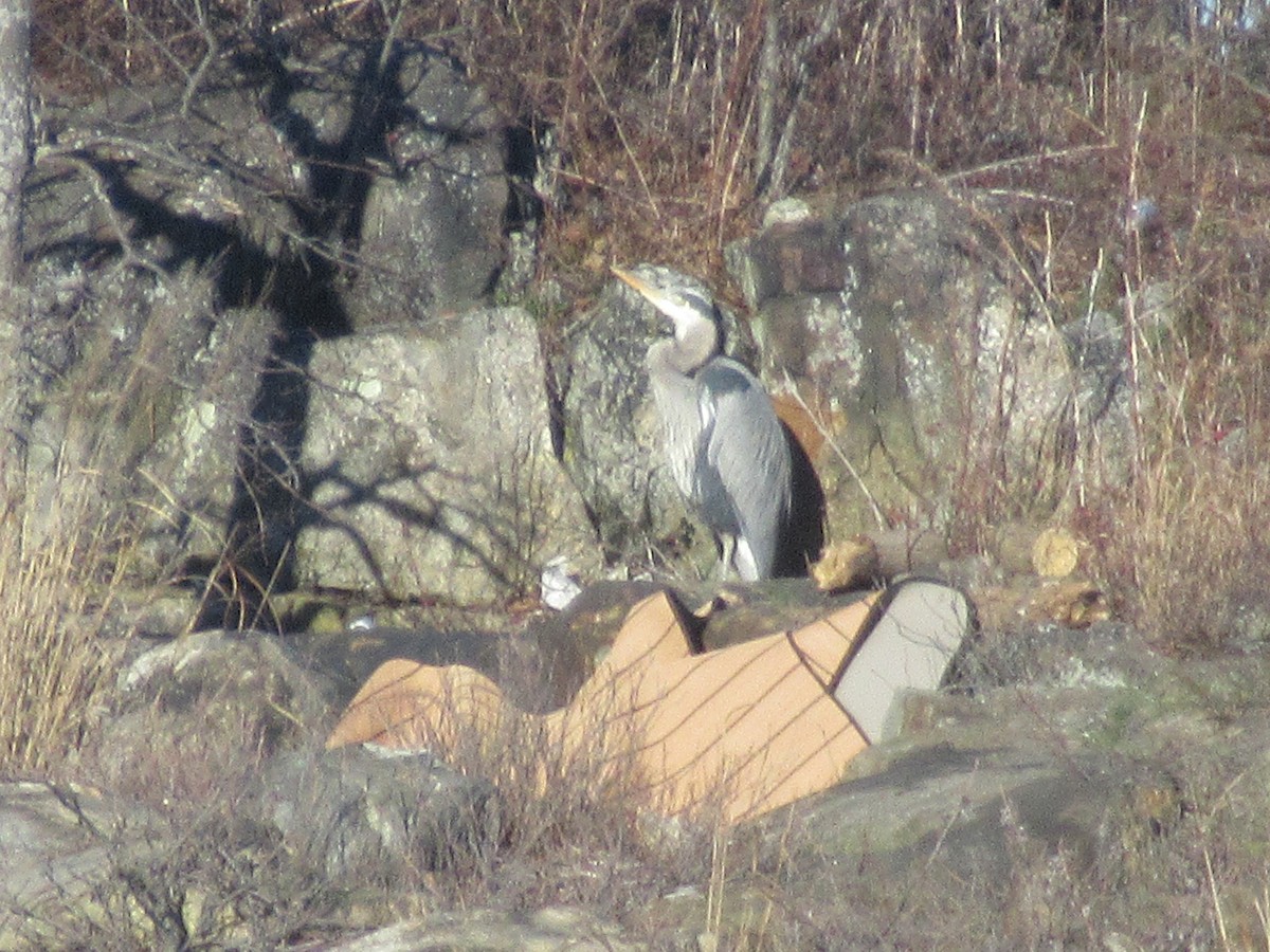 Great Blue Heron - ML614558167