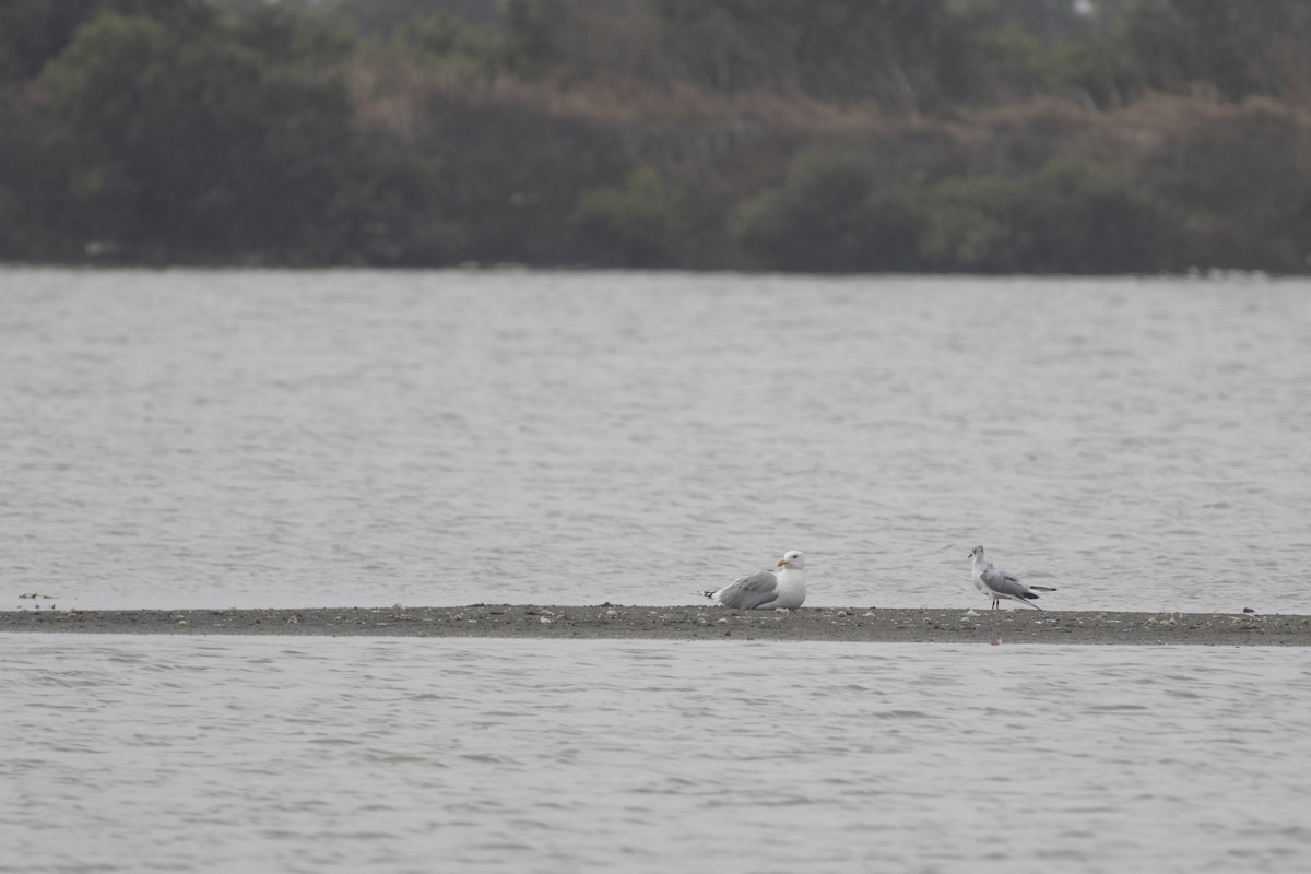 Herring Gull (Mongolian) - u7 Liao