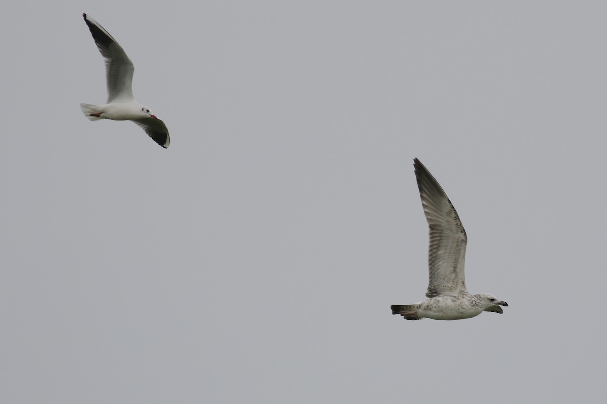 Lesser Black-backed Gull (taimyrensis) - u7 Liao