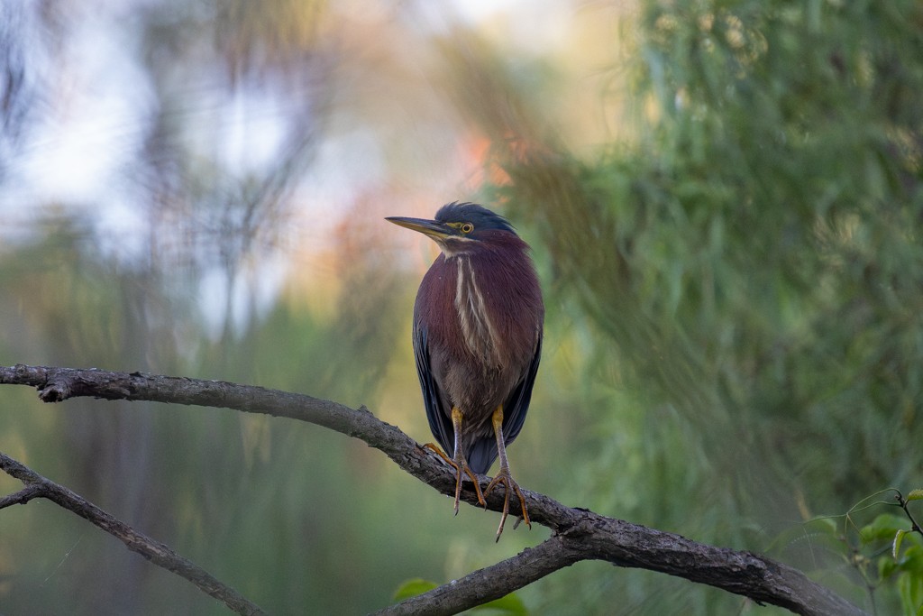 Grünreiher (virescens/bahamensis) - ML614558267