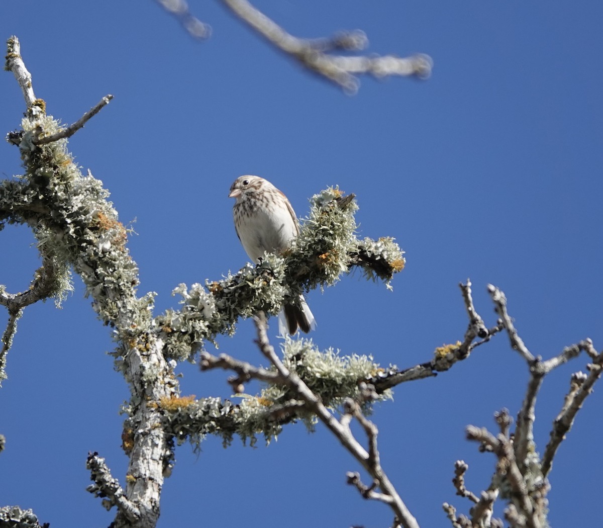 Vesper Sparrow - ML614558320