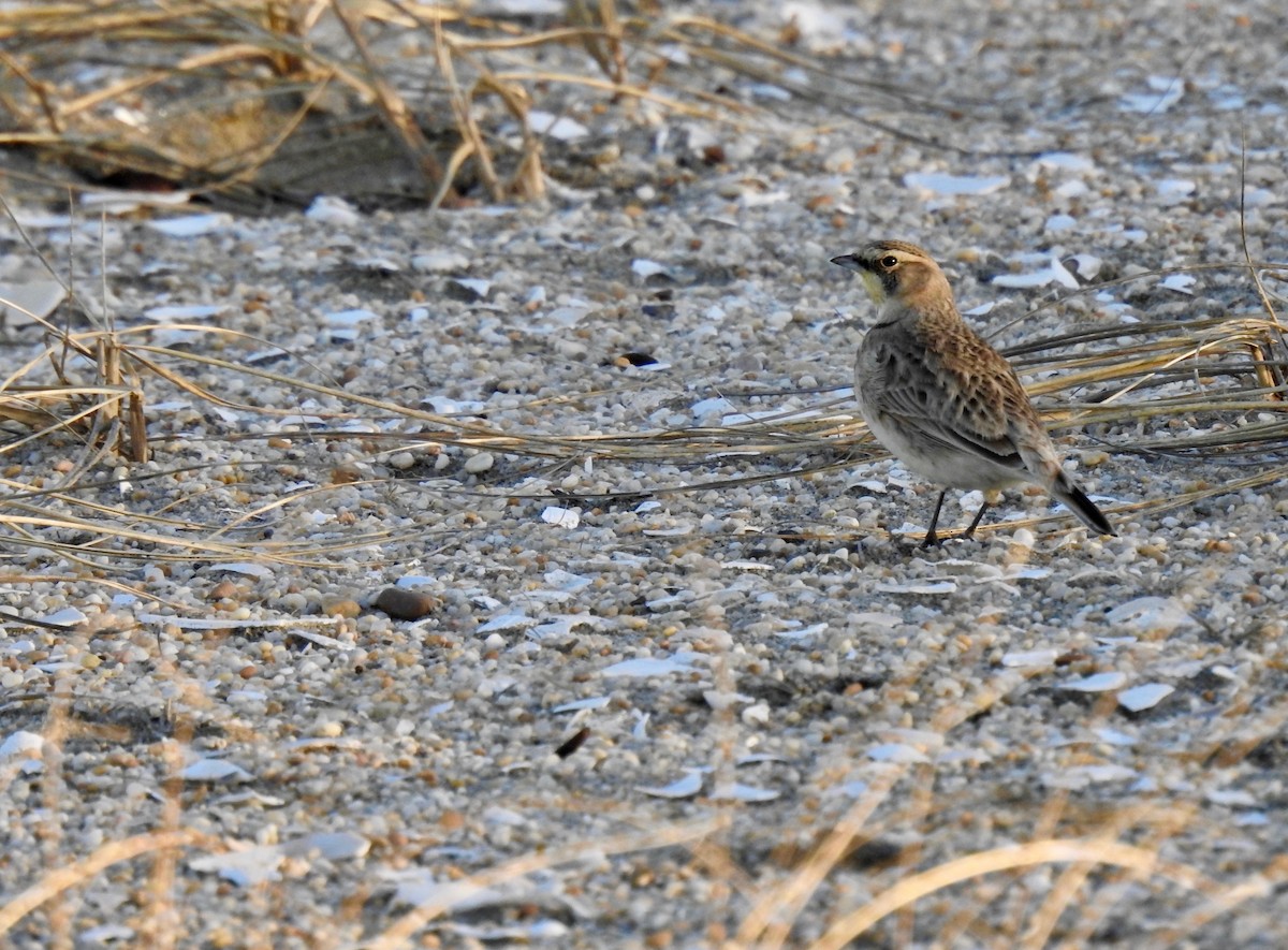 Horned Lark - Dede Kotler