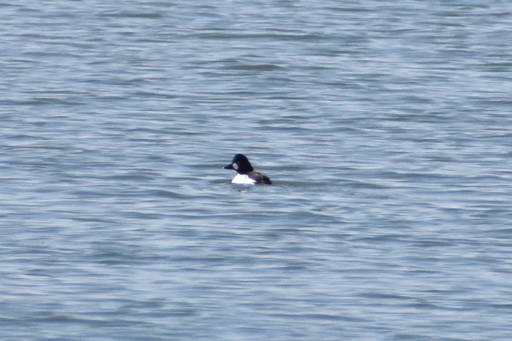 Common Goldeneye - ML614558325