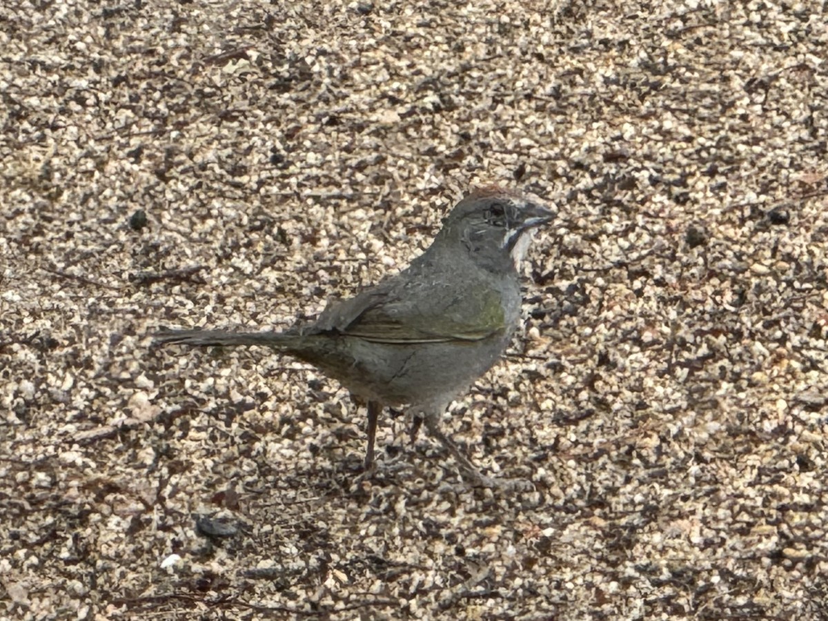 Green-tailed Towhee - ML614558356