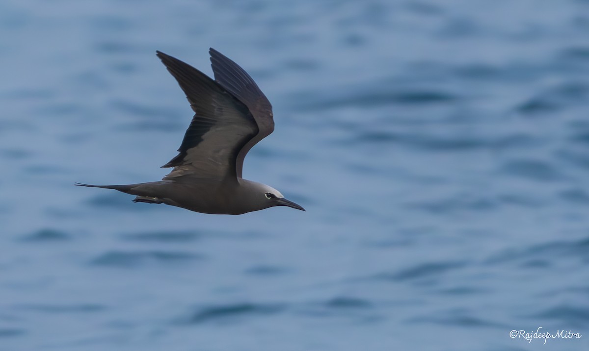 Brown Noddy - ML614558372