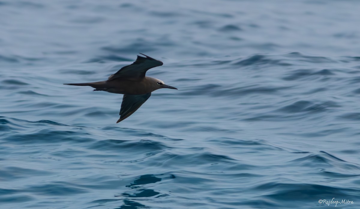 Brown Noddy - ML614558373