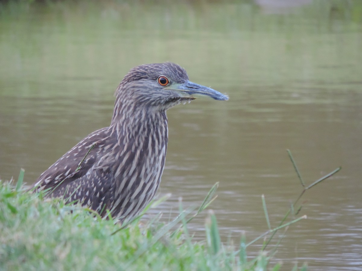 Black-crowned Night Heron - ML614558381