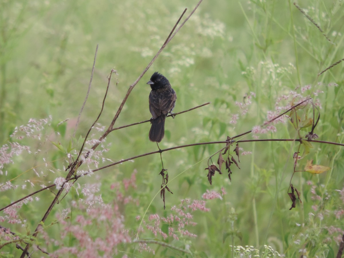 Blue-black Grassquit - ML614558384