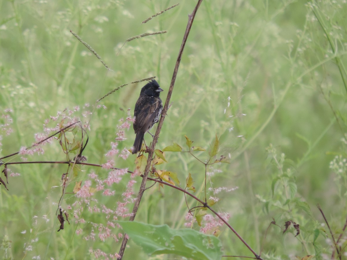 Blue-black Grassquit - ML614558385