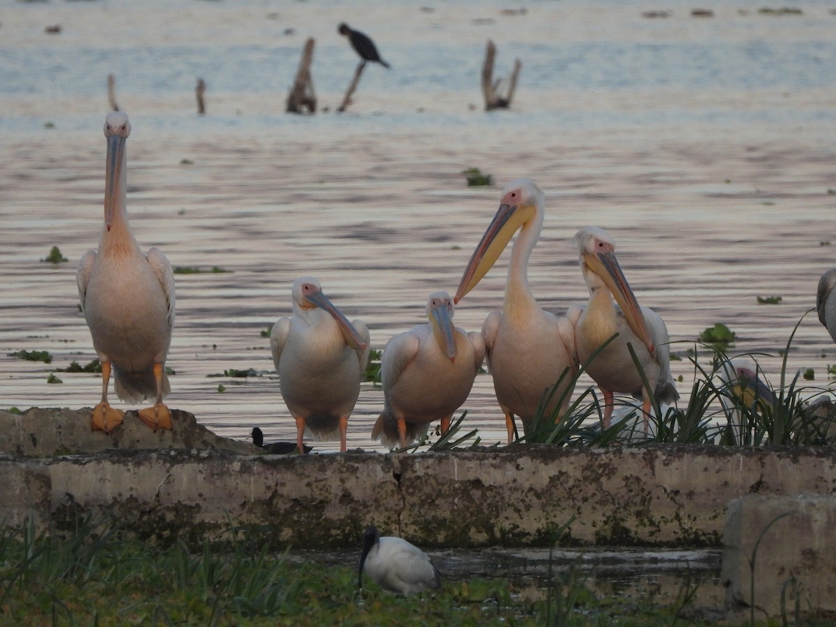 Great White Pelican - ML614558386