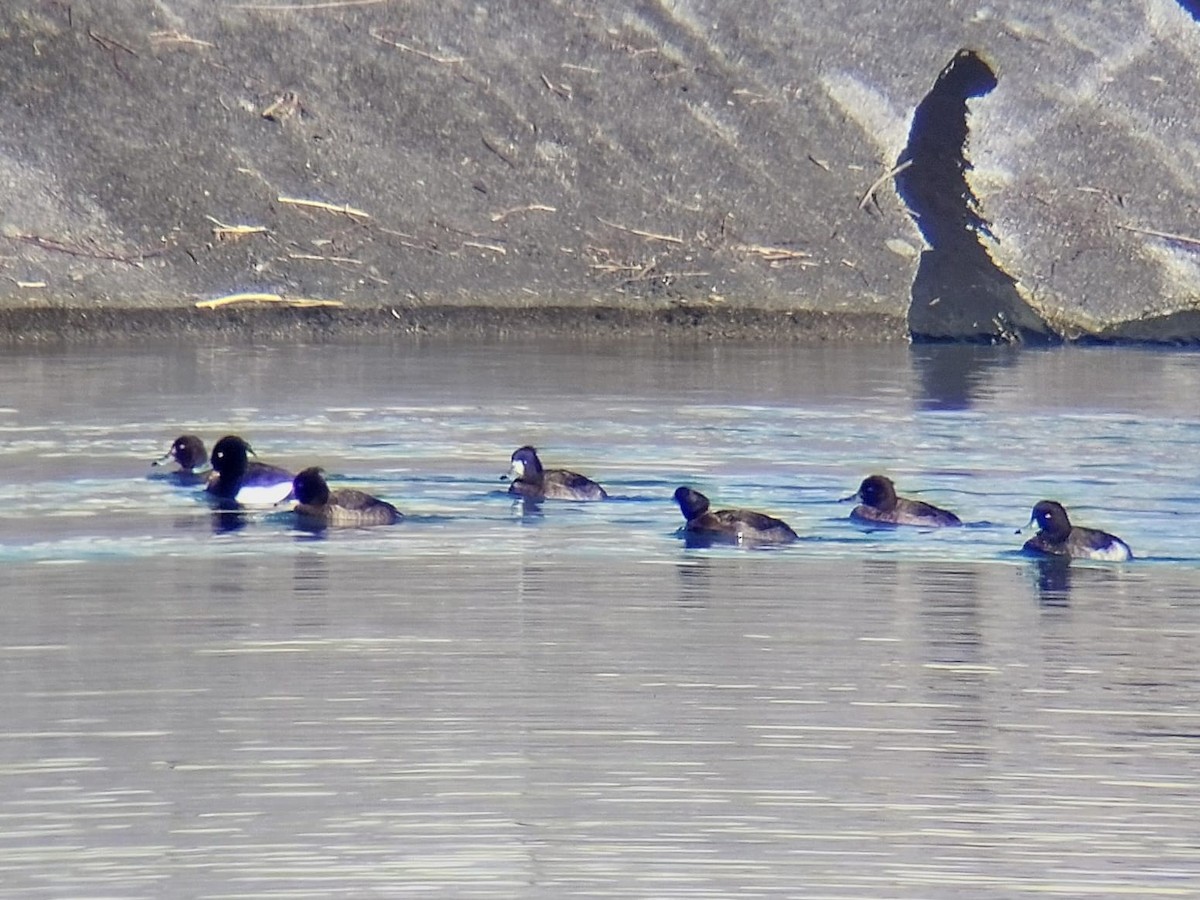 Tufted Duck - ML614558391