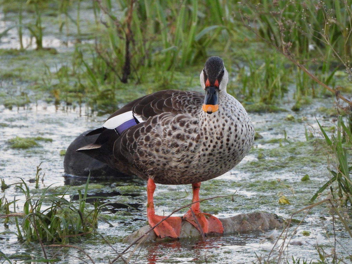 Indian Spot-billed Duck - ML614558393