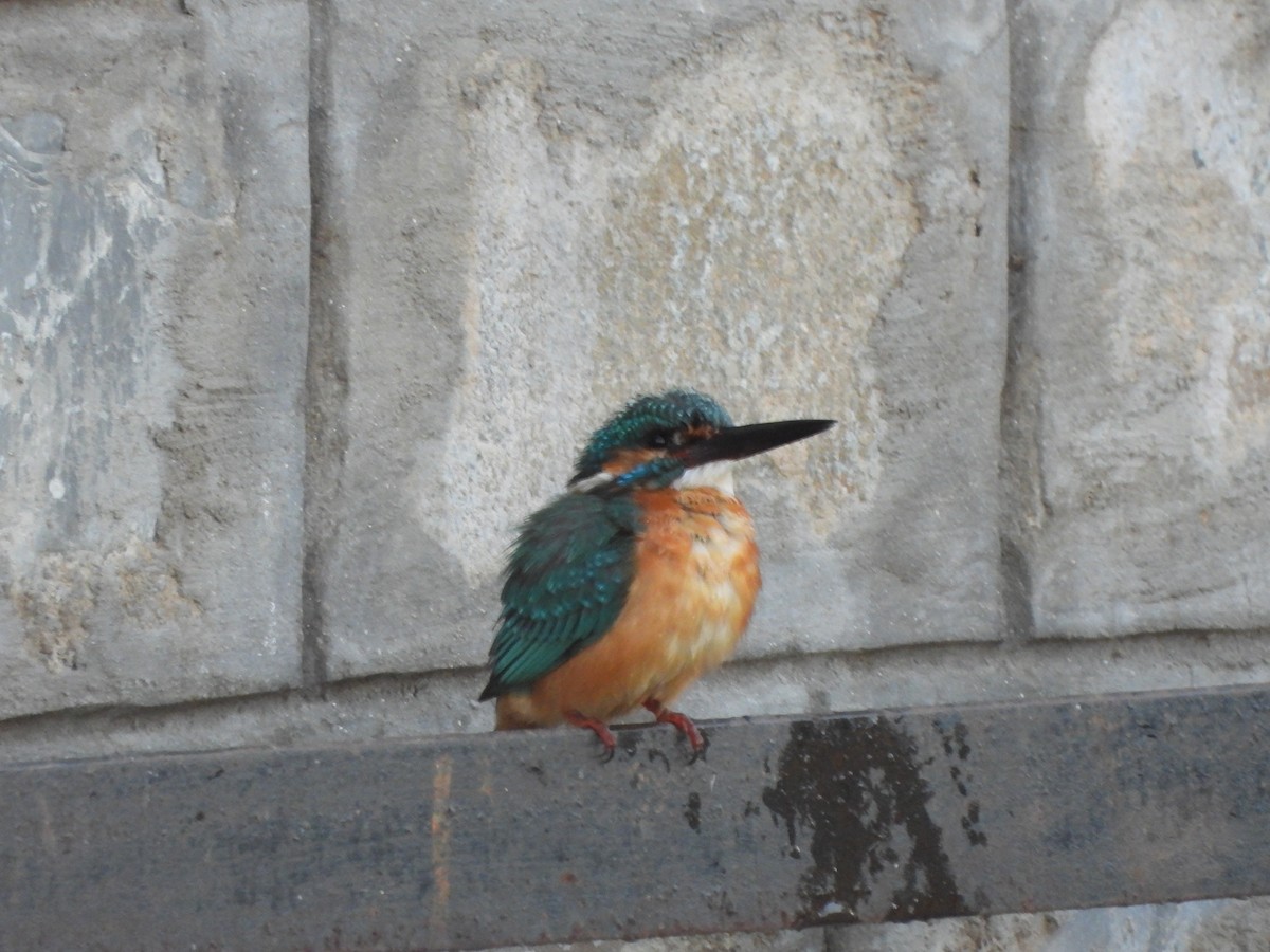 Common Kingfisher - ML614558434