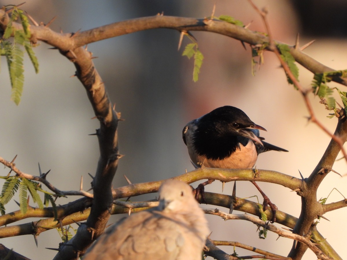 Rosy Starling - ML614558451