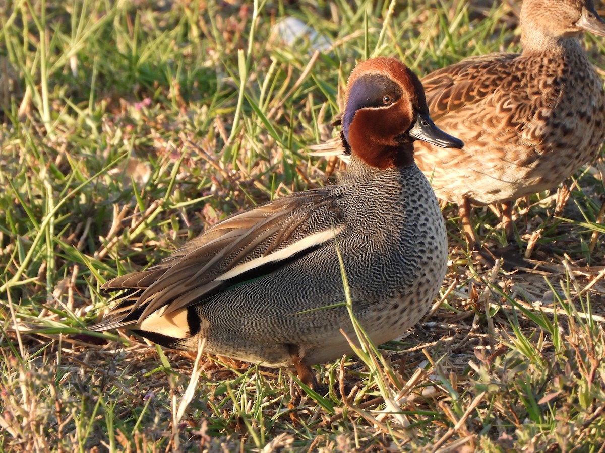 Green-winged Teal - Rounak choudhary