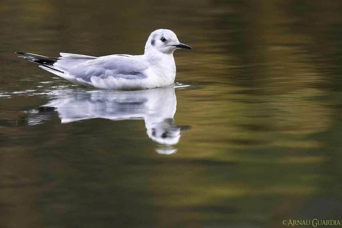 Bonaparte's Gull - ML614558484