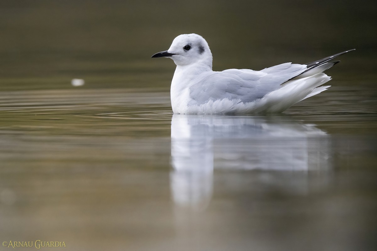 Bonaparte's Gull - ML614558485