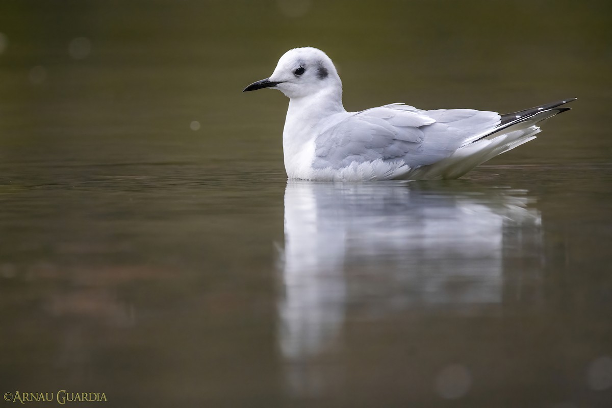 Bonaparte's Gull - ML614558486