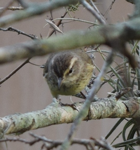 Palm Warbler - ML614558500