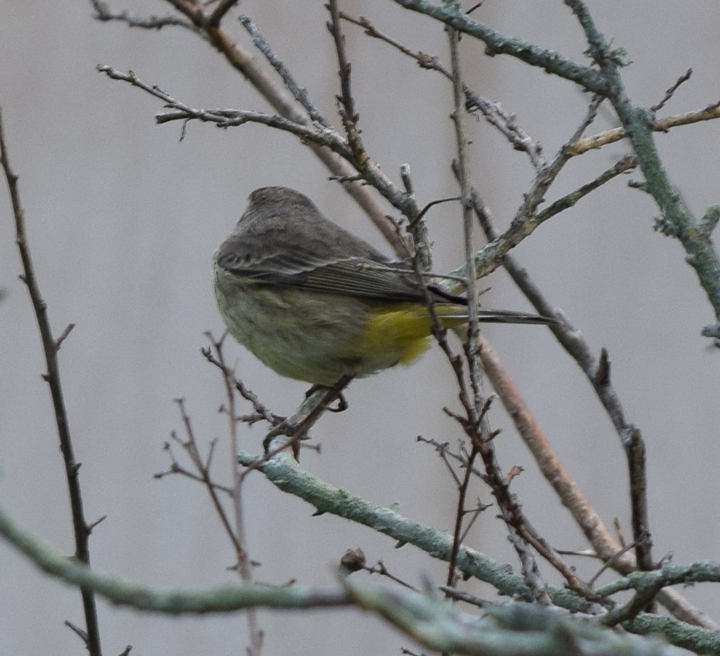 Palm Warbler - ML614558501