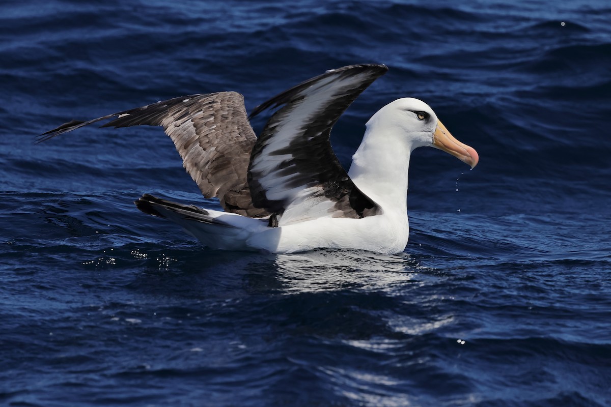 Albatros Ojeroso (impavida) - ML614558524