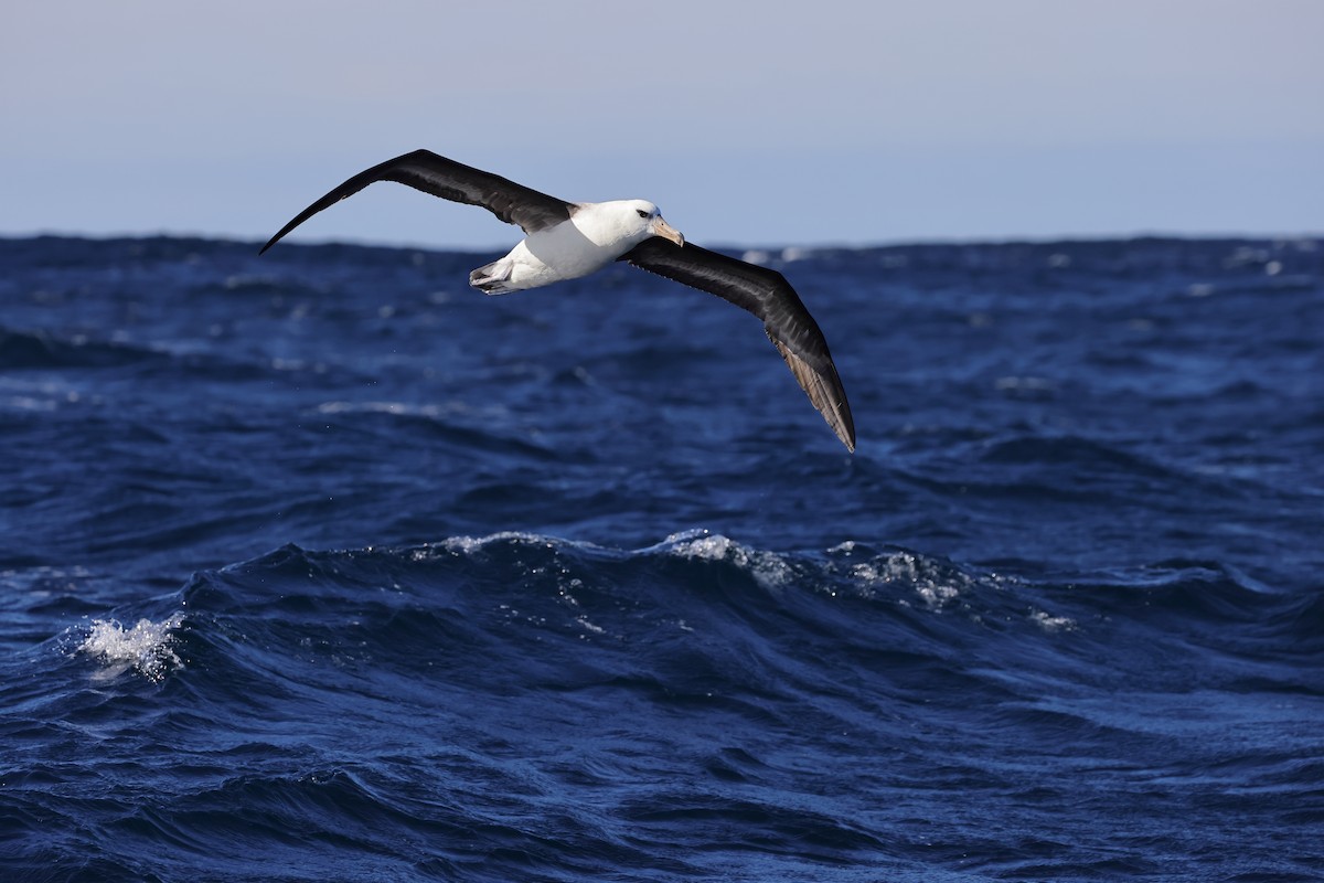 Black-browed Albatross (Campbell) - ML614558526
