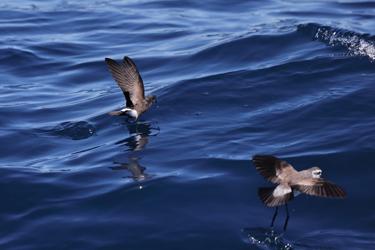 Wilson's Storm-Petrel - ML614558564