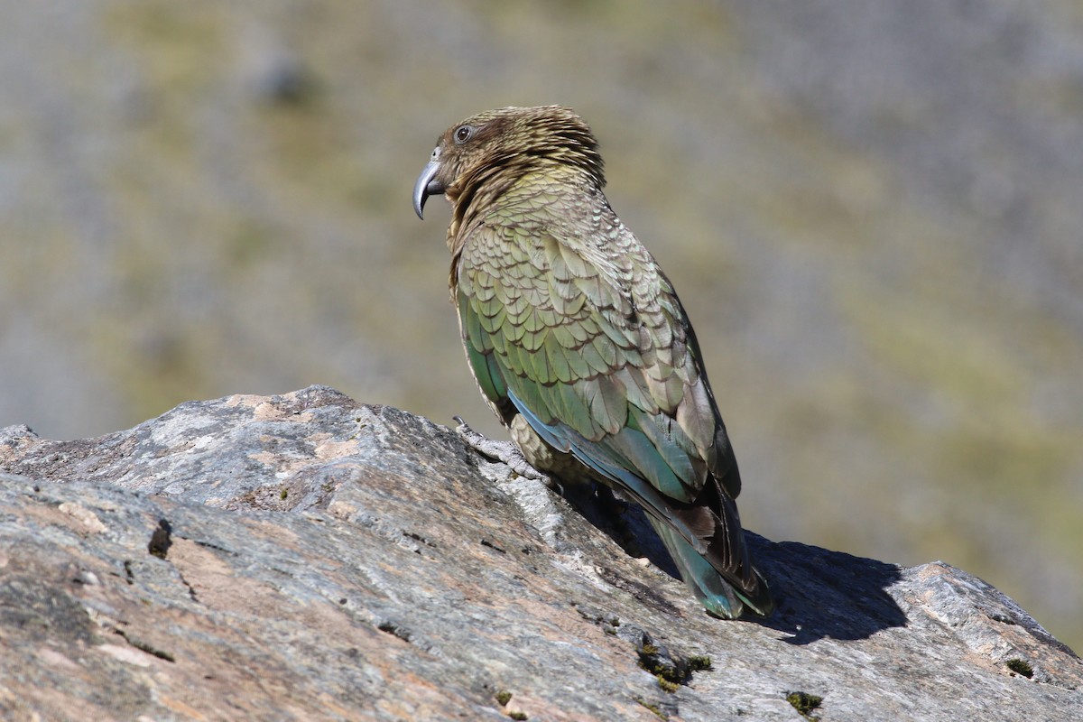 kea - ML614558586