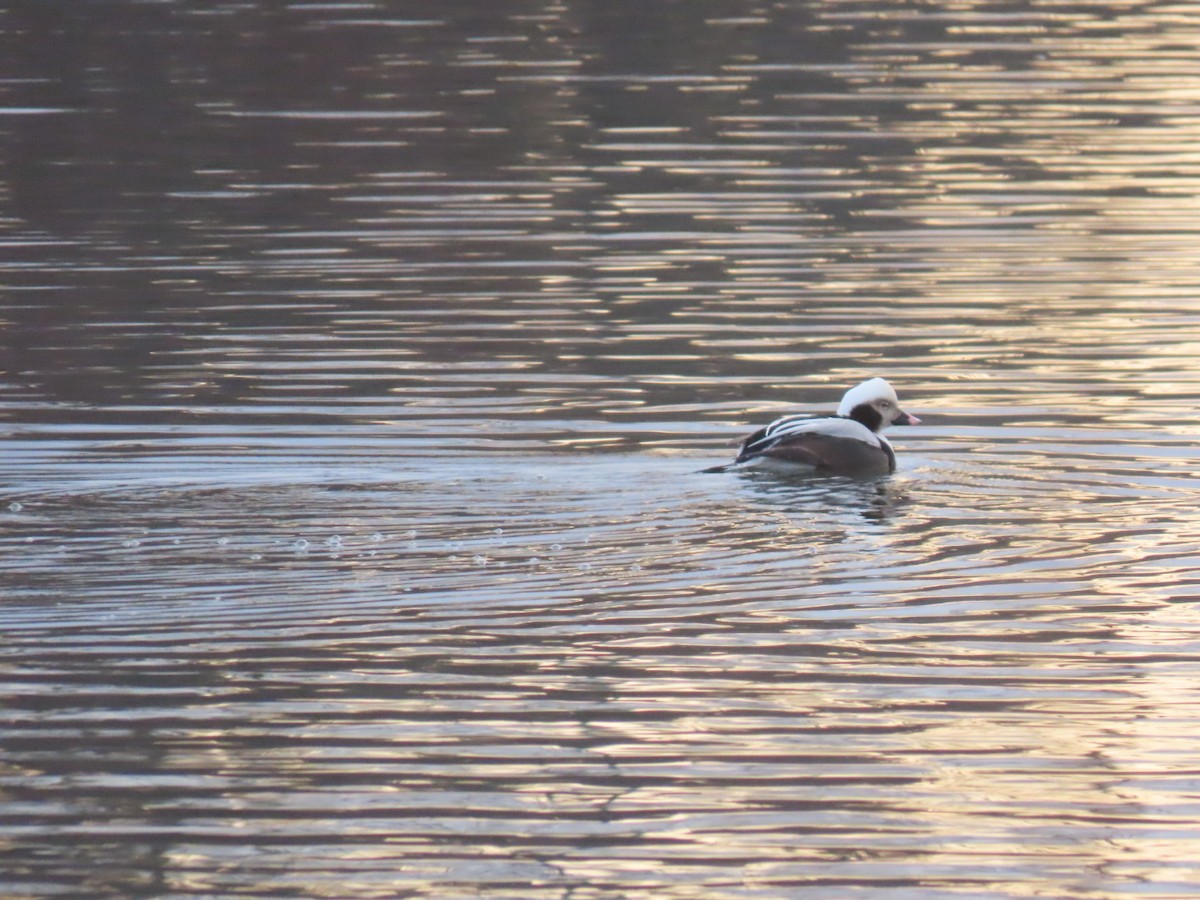 Long-tailed Duck - ML614558588