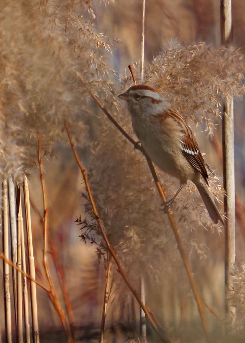 American Tree Sparrow - ML614558799