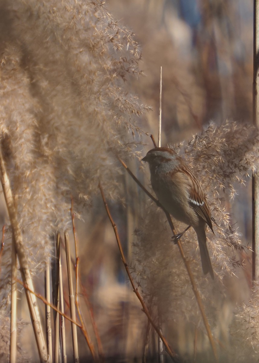 American Tree Sparrow - ML614558800