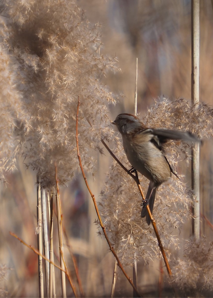 American Tree Sparrow - ML614558801