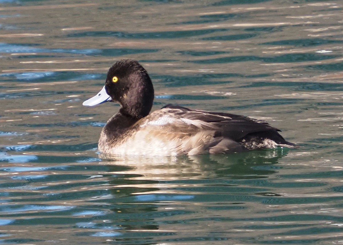 Greater/Lesser Scaup - ML614558816