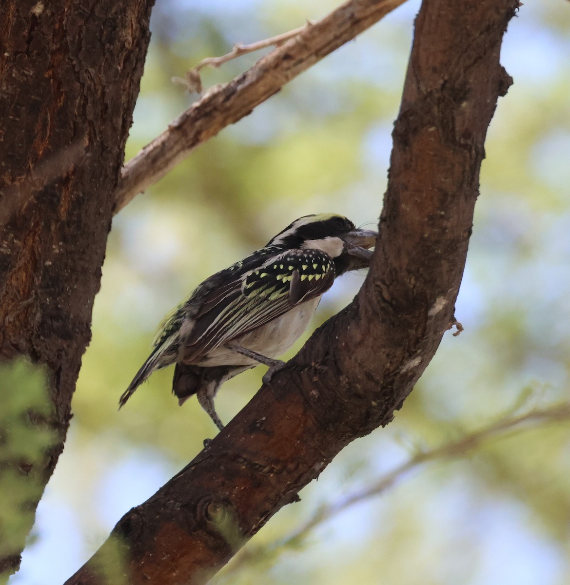 Pied Barbet - ML614558820