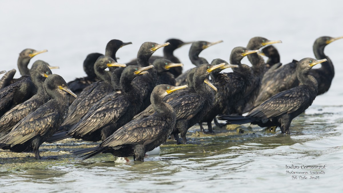 Indian Cormorant - Kenneth Cheong