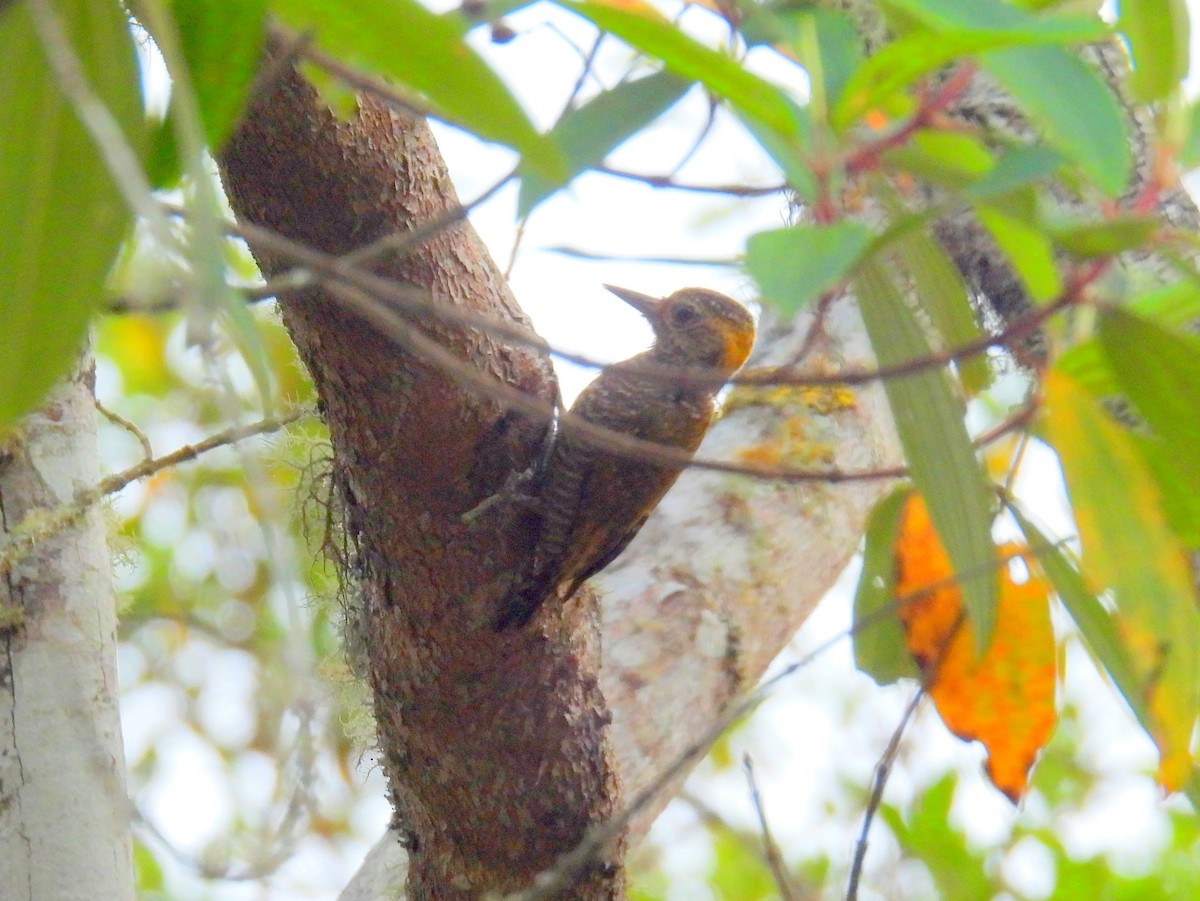 Yellow-eared Woodpecker - bob butler