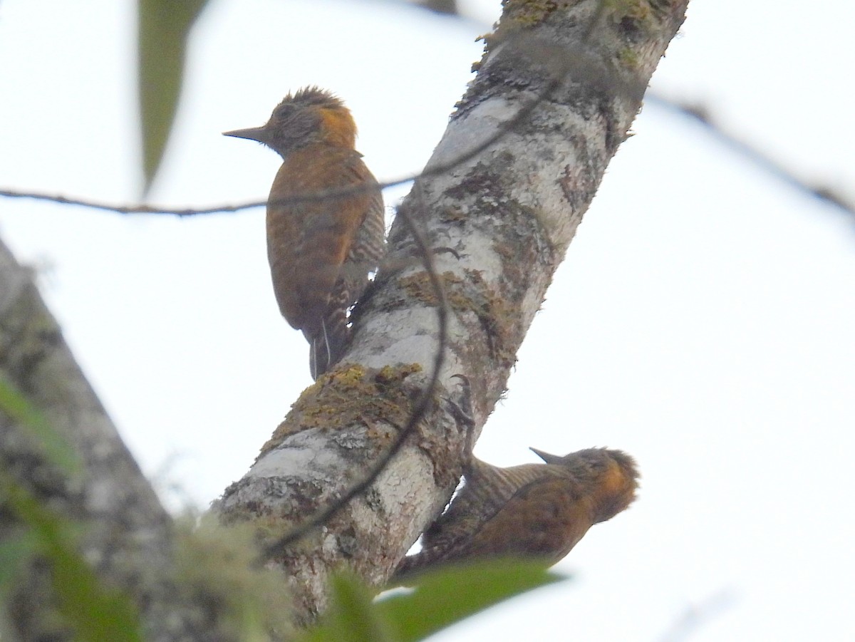 Yellow-eared Woodpecker - ML614559044