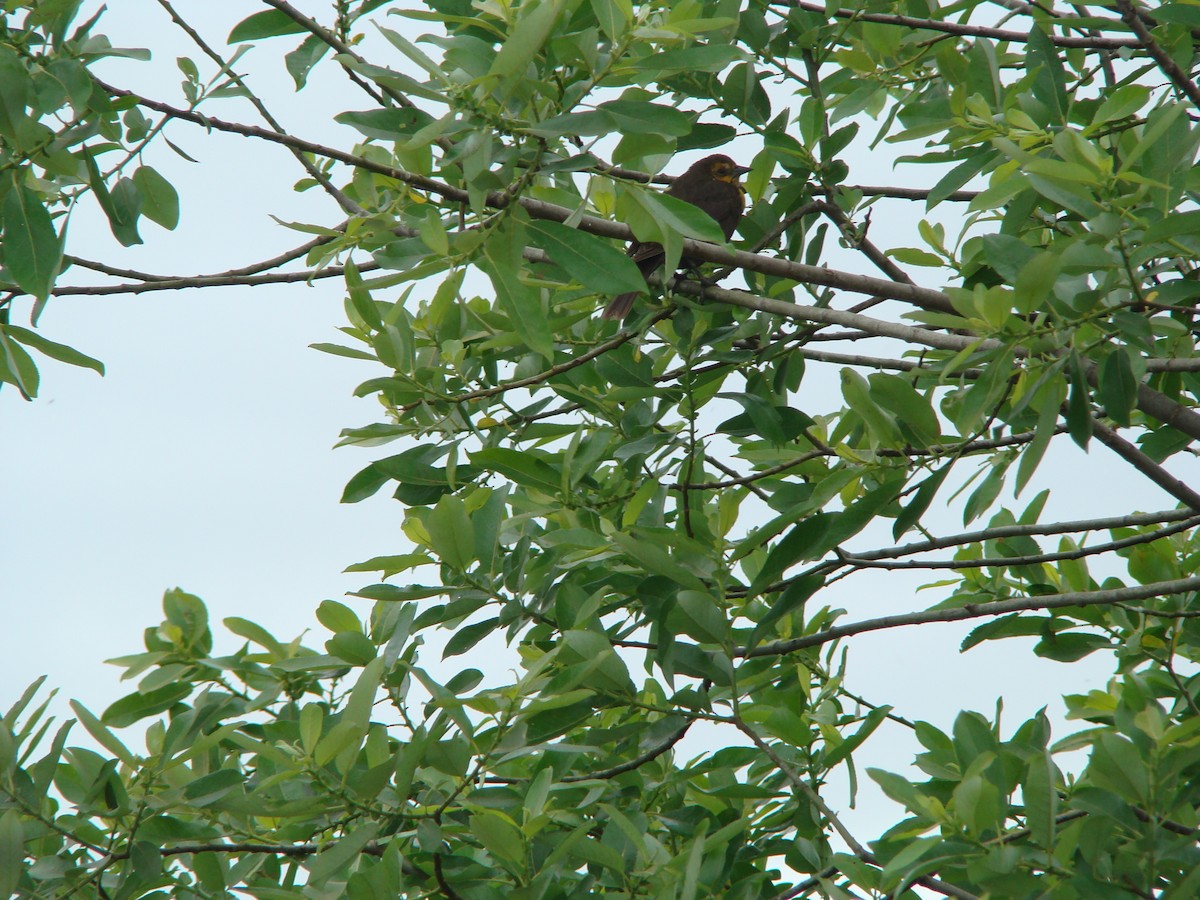 Varied Thrush - ML614559067