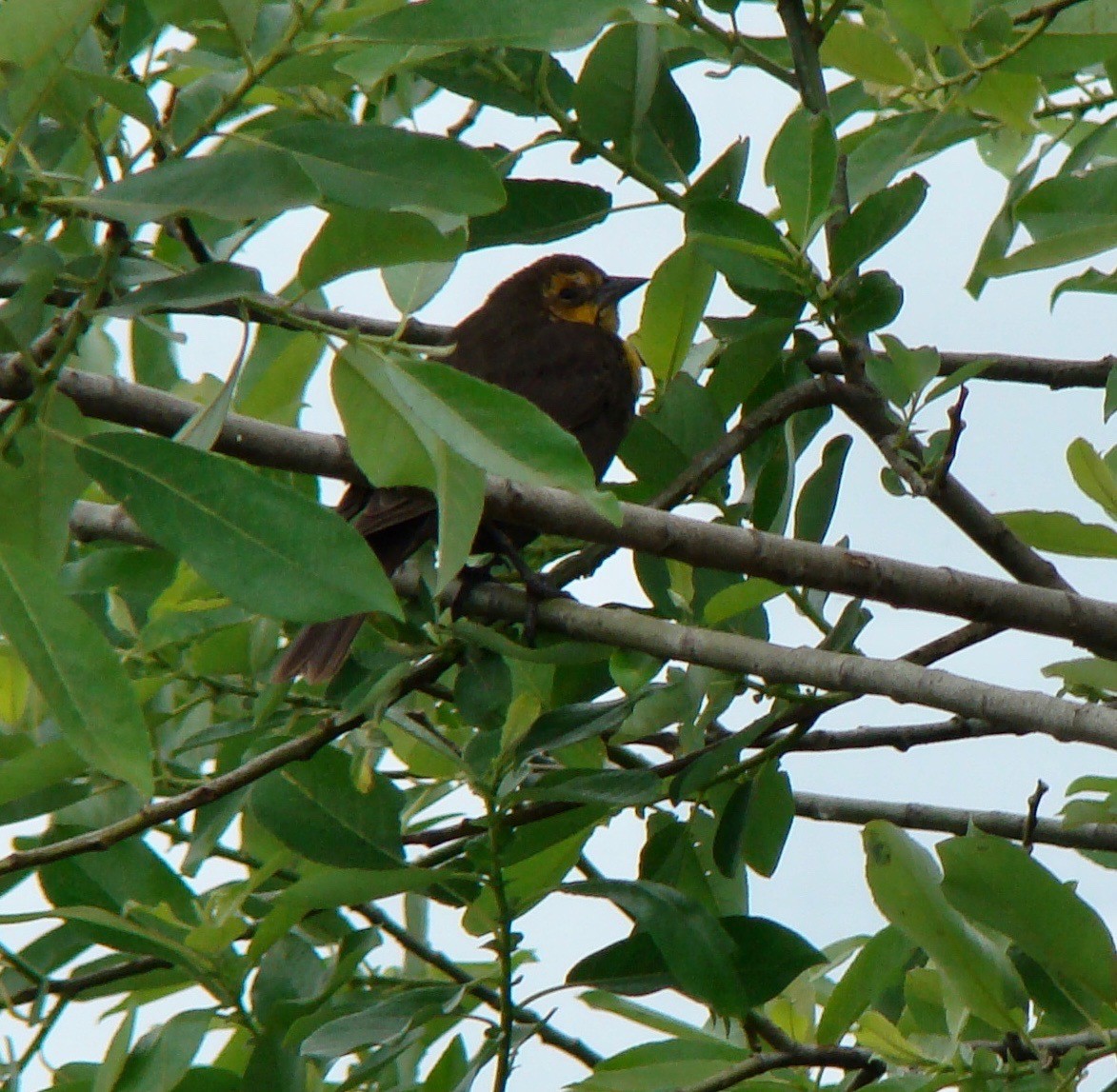 Varied Thrush - ML614559068